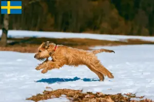 Read more about the article Irish Soft Coated Wheaten Terrier breeders and puppies in Sweden