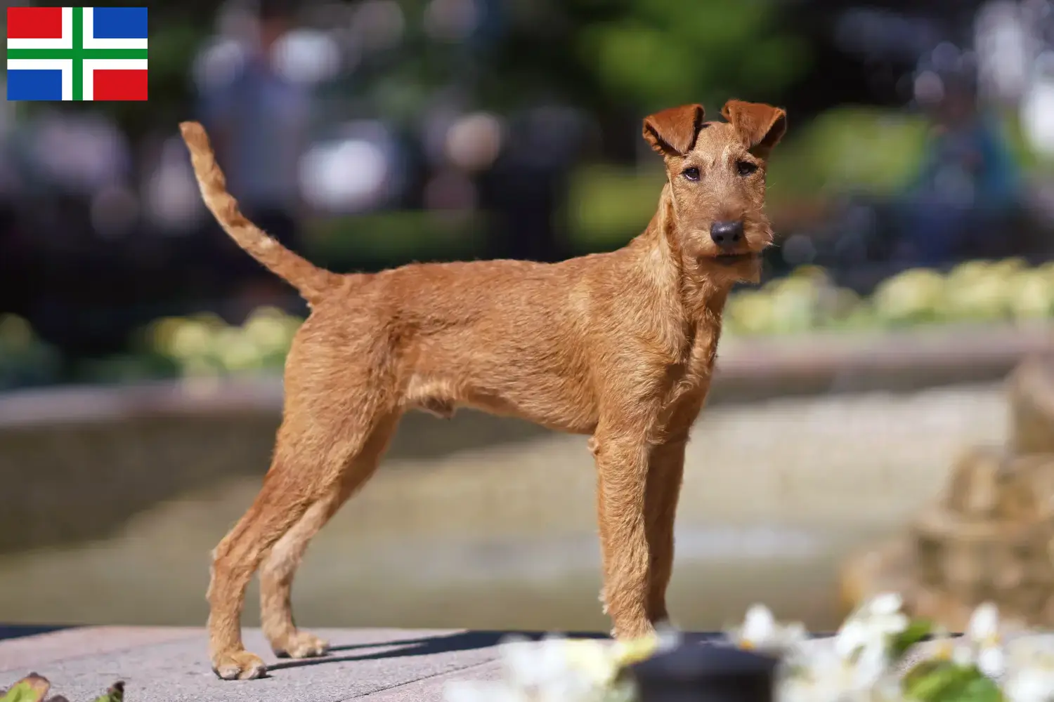 Read more about the article Irish Terrier breeders and puppies in Groningen