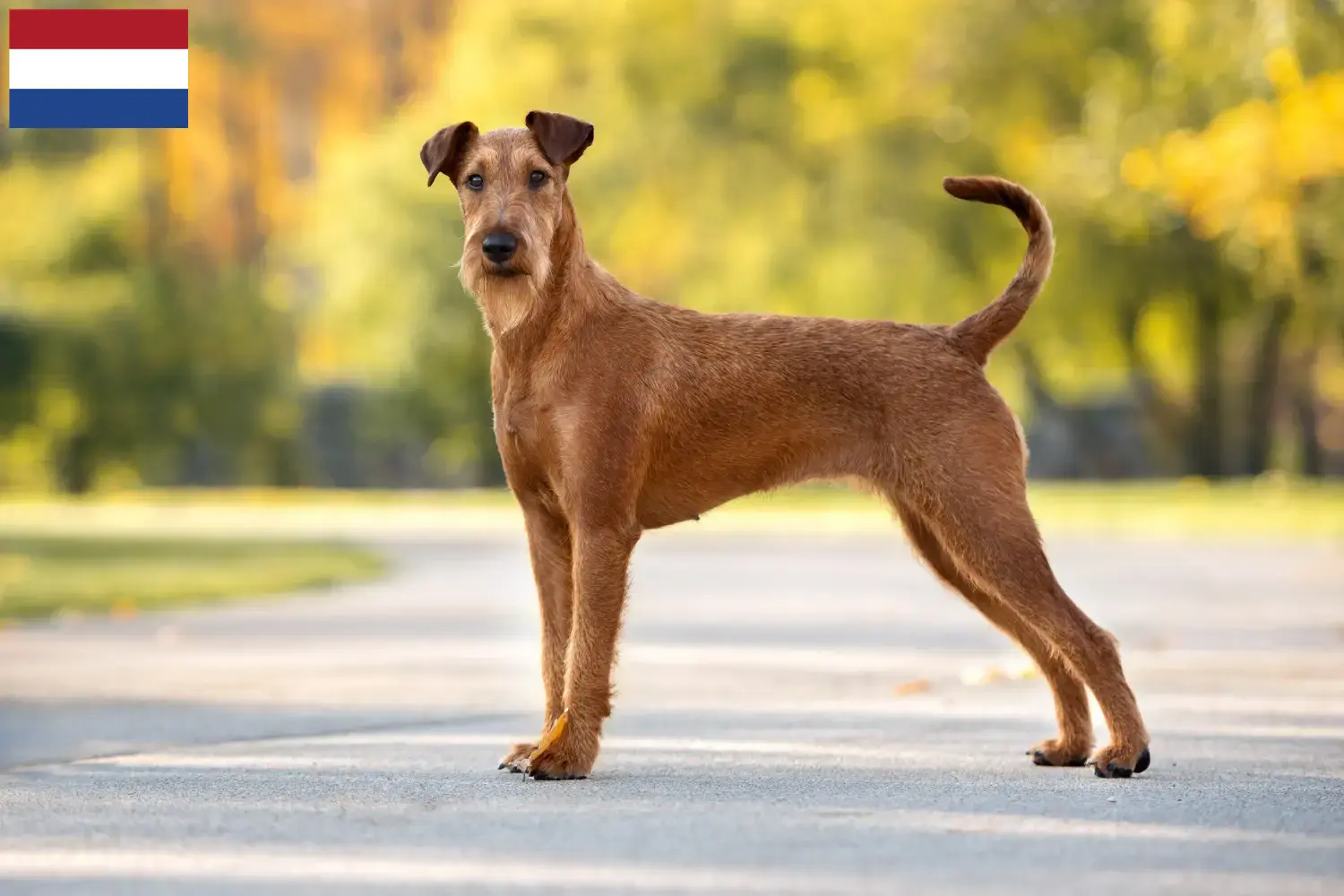Irish Terrier puppies and breeders Netherlands Find Irish Terrier breeders in the Netherlands.