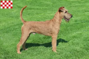 Read more about the article Irish Terrier breeders and puppies in North Brabant