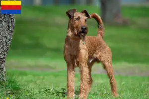Read more about the article Irish Terrier breeders and puppies in North Holland