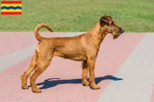 Read more about the article Irish Terrier breeders and puppies in Overijssel