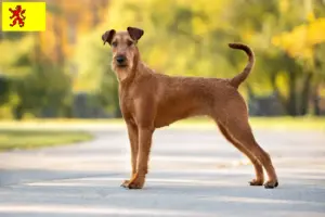 Read more about the article Irish Terrier breeders and puppies in South Holland