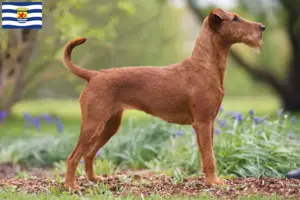 Read more about the article Irish Terrier breeders and puppies in Zeeland