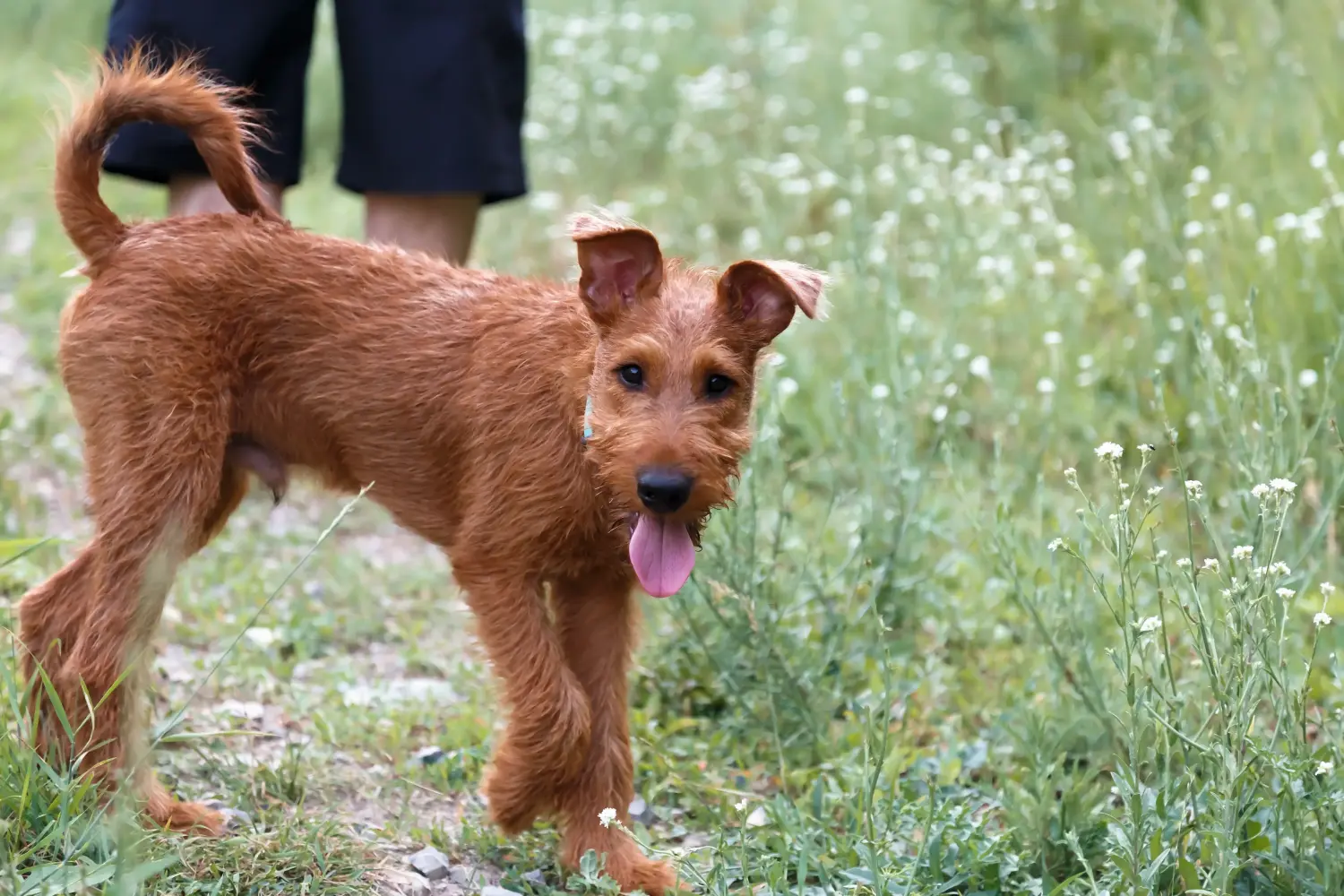 Buying an Irish Terrier puppy means taking responsibility! Buy Irish Terrier puppies.