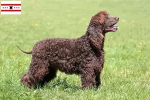 Read more about the article Irish Water Spaniel breeders and puppies in Drenthe