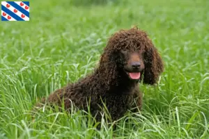 Read more about the article Irish Water Spaniel breeders and puppies in Friesland