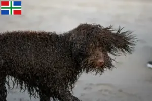 Read more about the article Irish Water Spaniel breeders and puppies in Groningen