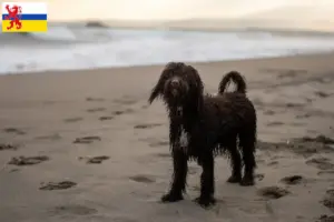 Read more about the article Irish Water Spaniel breeders and puppies in Limburg