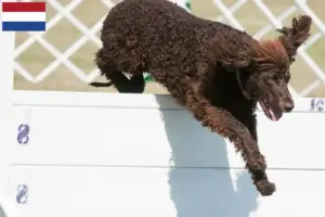 Read more about the article Irish Water Spaniel breeders and puppies in the Netherlands