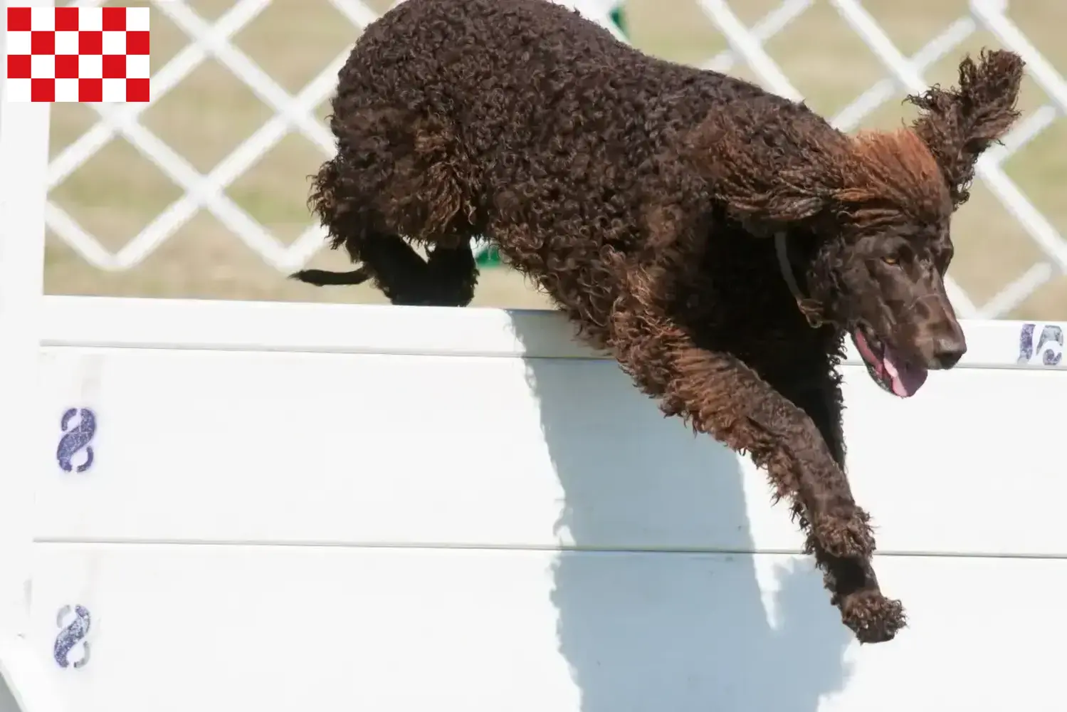 Irish Water Spaniel puppies and breeders North Brabant Find here Irish Water Spaniels breeders in North Brabant.