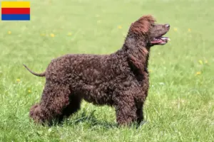 Read more about the article Irish Water Spaniel breeders and puppies in North Holland