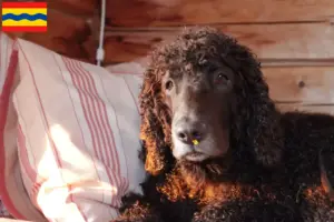 Read more about the article Irish Water Spaniel breeders and puppies in Overijssel