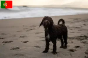 Read more about the article Irish Water Spaniel breeders and puppies in Portugal