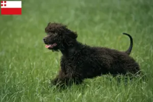 Read more about the article Irish Water Spaniel breeders and puppies in Utrecht