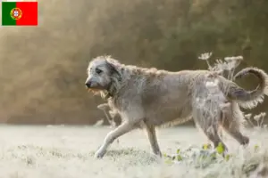 Read more about the article Irish Wolfhound breeders and puppies in Portugal