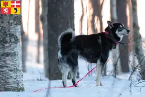 Read more about the article Jämthund breeders and puppies in Auvergne-Rhône-Alpes