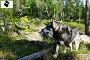 Read more about the article Jämthund breeders and puppies in Corsica