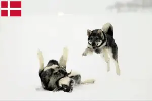 Read more about the article Jämthund breeders and puppies in Denmark