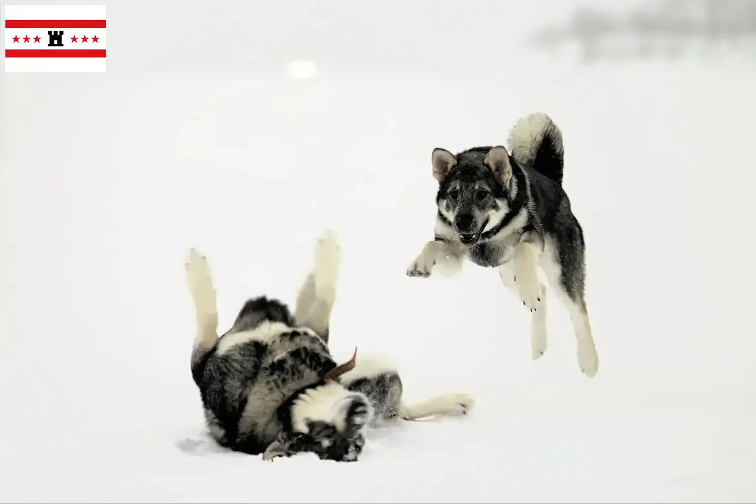 Read more about the article Jämthund breeders and puppies in Drenthe
