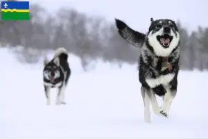 Read more about the article Jämthund breeders and puppies in Flevoland
