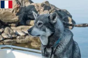 Read more about the article Jämthund breeders and puppies in France