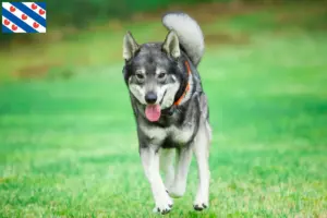 Read more about the article Jämthund breeders and puppies in Friesland