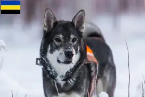 Read more about the article Jämthund breeders and puppies in Gelderland