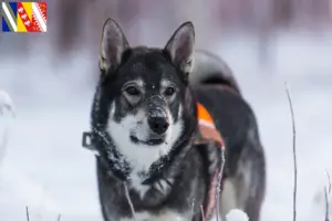 Read more about the article Jämthund breeders and puppies in Grand Est