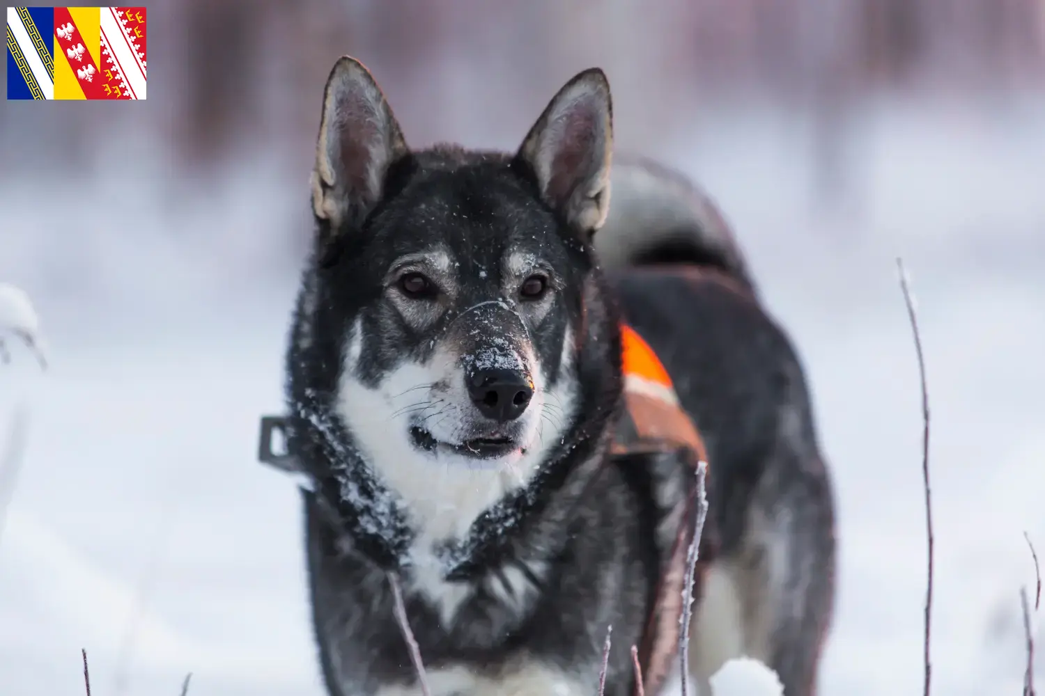 Jämthund puppies and breeder Grand Est Find here Jämthunde breeders in Grand Est.