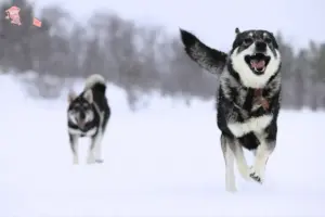 Read more about the article Jämthund breeders and puppies in Hovedstaden
