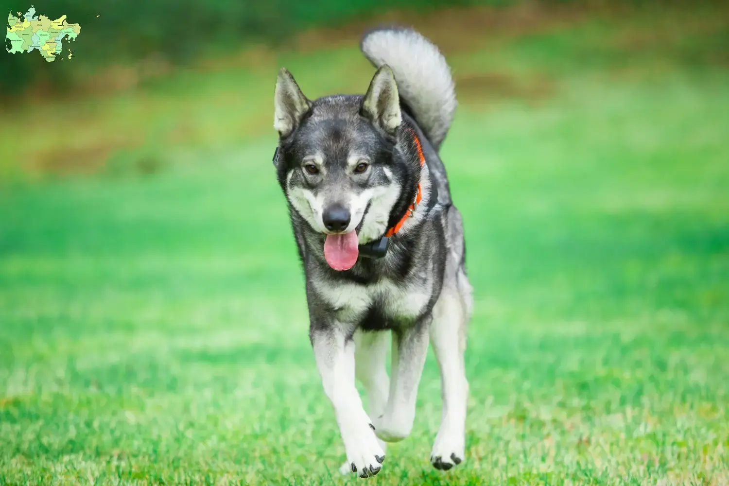 Read more about the article Jämthund breeders and puppies in Midtjylland