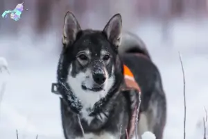 Read more about the article Jämthund breeders and puppies in Nordjylland
