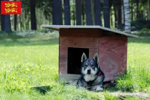 Read more about the article Jämthund breeders and puppies in Normandy
