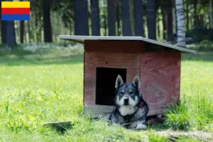 Read more about the article Jämthund breeders and puppies in North Holland