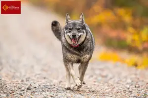 Read more about the article Jämthund breeders and puppies in Occitania