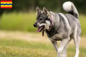 Read more about the article Jämthund breeders and puppies in Overijssel