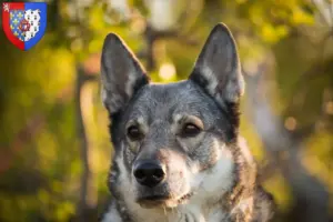 Read more about the article Jämthund breeders and puppies in Pays de la Loire