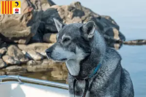 Read more about the article Jämthund breeders and puppies in Provence-Alpes-Côte d’Azur