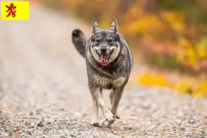 Read more about the article Jämthund breeders and puppies in South Holland