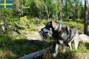Read more about the article Jämthund breeders and puppies in Sweden