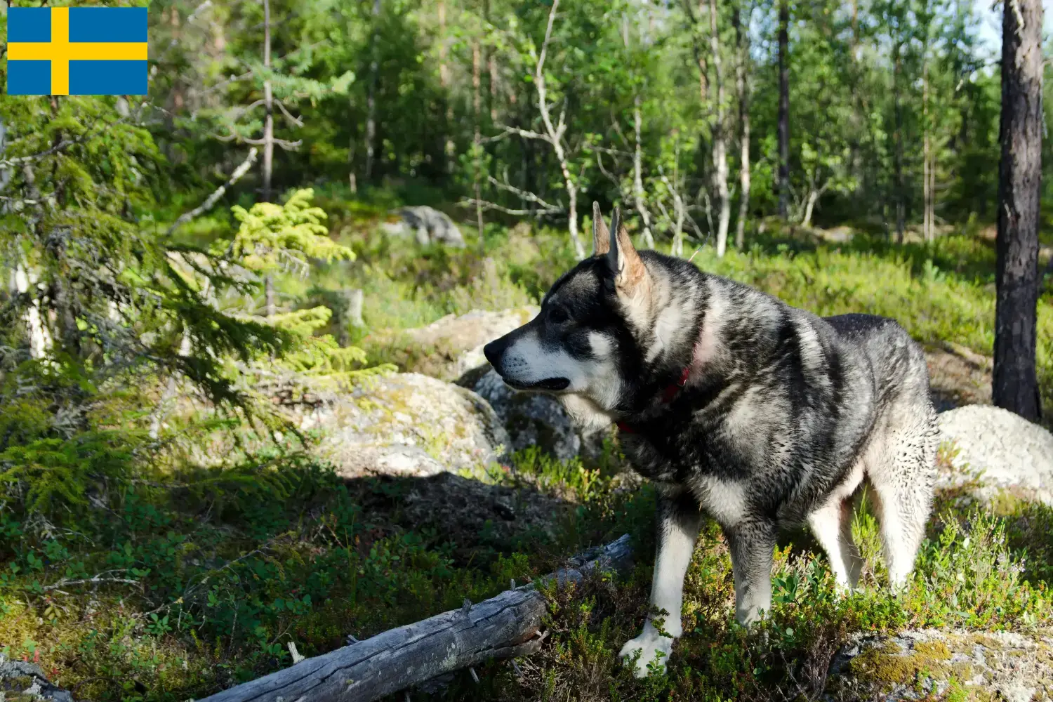 Jämthund puppies and breeders Sweden Find Jämthunde breeders in Sweden here.