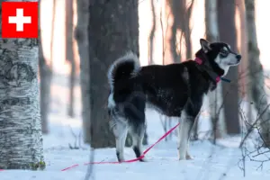Read more about the article Jämthund breeders and puppies in Switzerland
