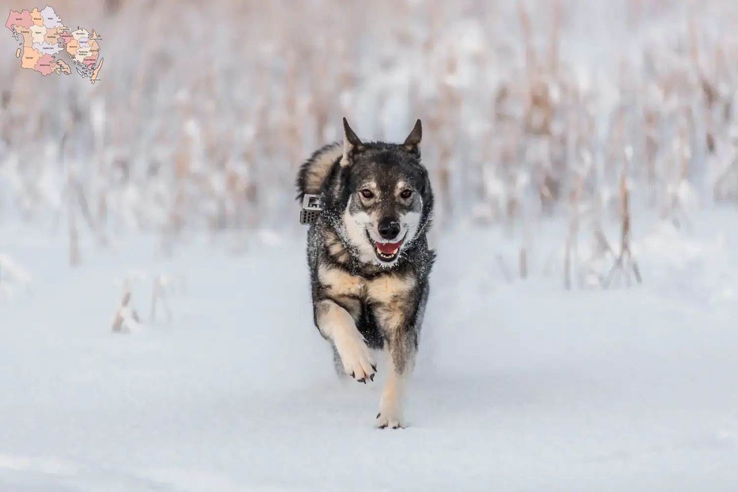 Read more about the article Jämthund breeders and puppies in Syddanmark