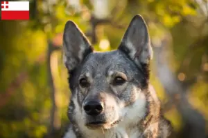 Read more about the article Jämthund breeders and puppies in Utrecht