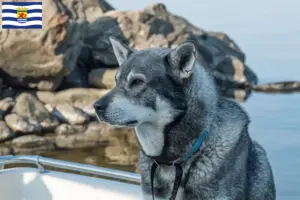 Read more about the article Jämthund breeders and puppies in Zeeland