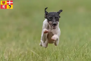 Read more about the article Japanese Terrier breeders and puppies in Auvergne-Rhône-Alpes