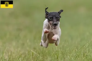 Read more about the article Japanese Terrier breeders and puppies in Baden-Württemberg