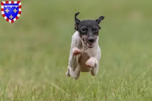 Read more about the article Japanese Terrier breeder and puppies in Centre-Val de Loire