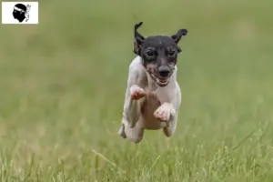 Read more about the article Japanese Terrier breeders and puppies in Corsica